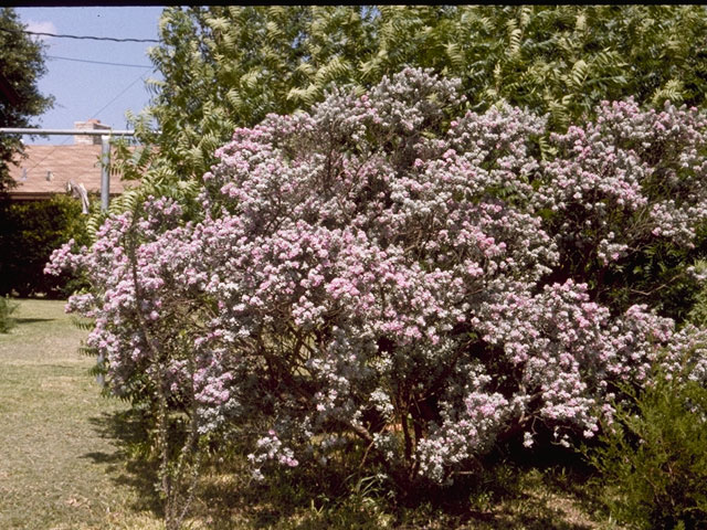 Leucophyllum frutescens (Cenizo) #7297
