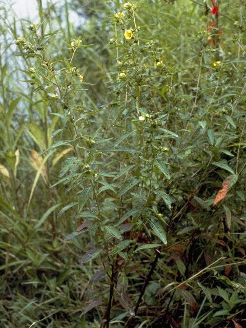 Ludwigia alternifolia (Seedbox) #7346
