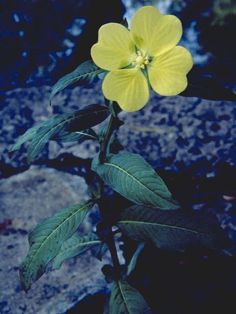Ludwigia octovalvis (Mexican primrose-willow) #7364