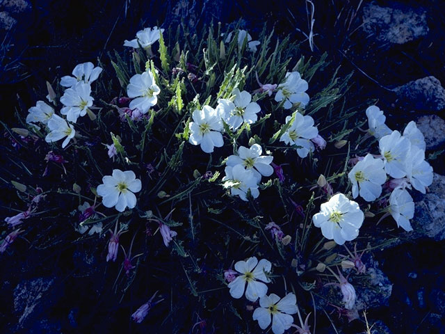 Oenothera caespitosa (Tufted evening primrose) #7390