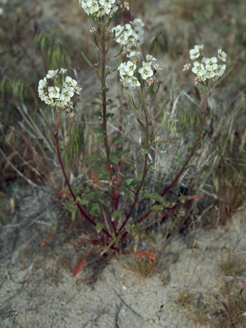 Camissonia claviformis ssp. claviformis (Browneyes) #7405