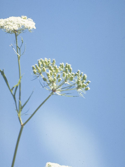 Ptilimnium capillaceum (Herbwilliam) #7448