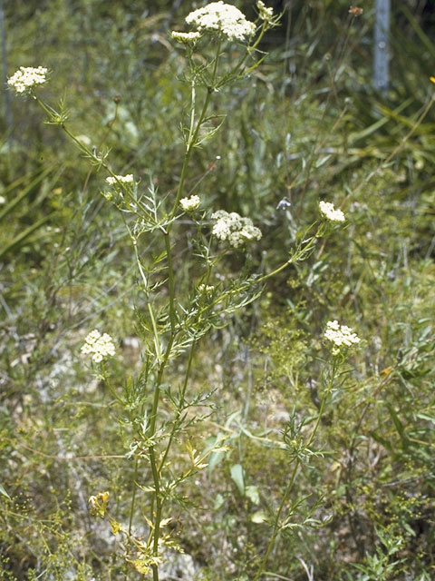 Ptilimnium capillaceum (Herbwilliam) #7449