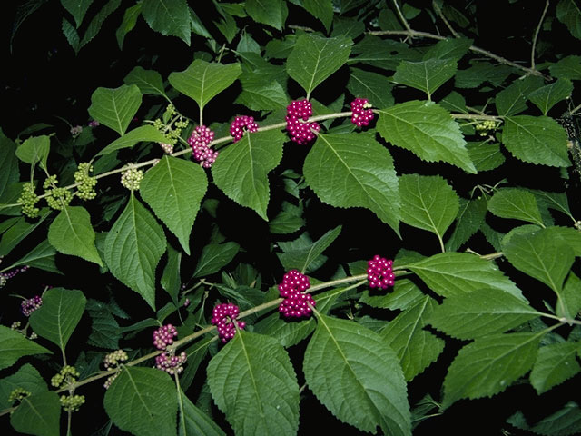 Callicarpa americana (American beautyberry ) #7497