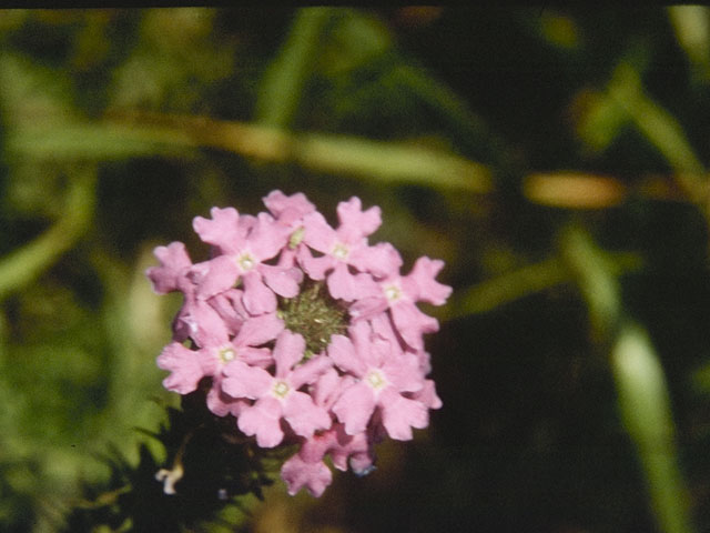 Glandularia bipinnatifida var. bipinnatifida (Prairie verbena) #7518
