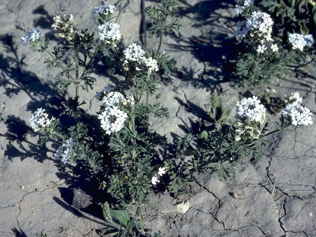Glandularia quandrangulata (Beaked mock vervain) #7552