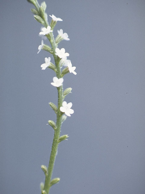 Verbena urticifolia (White vervain) #7568