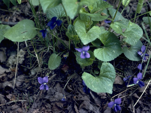 Viola nephrophylla (Northern bog violet) #7619