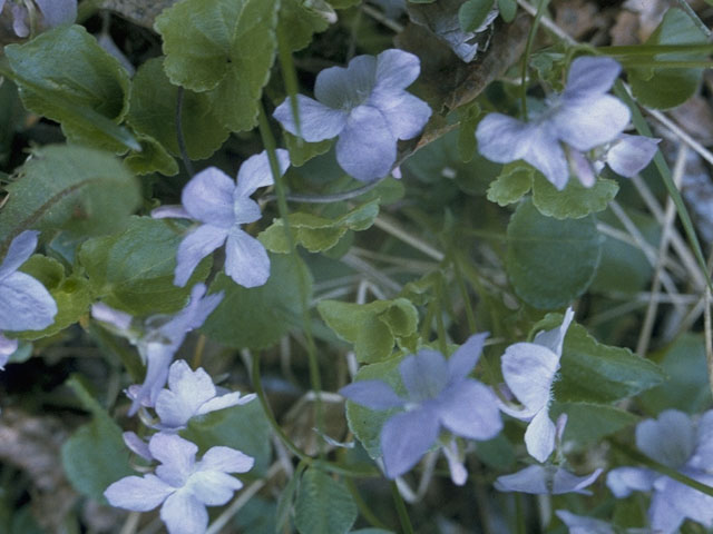 Viola nephrophylla (Northern bog violet) #7621