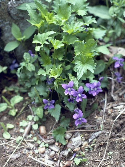 Viola palmata (Early blue hybrid violet) #7627