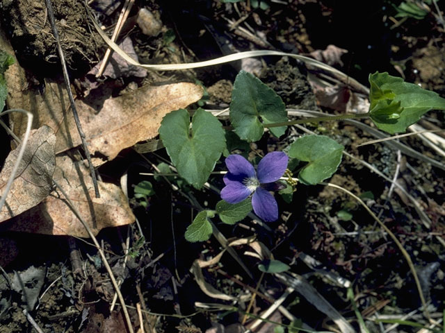 Viola sororia (Missouri violet) #7629