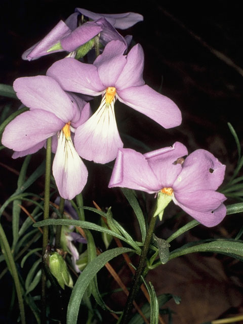 Viola pedata (Birdfoot violet) #7632