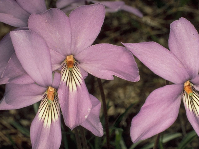 Viola pedata (Birdfoot violet) #7633