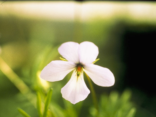 Viola pedata (Birdfoot violet) #7636