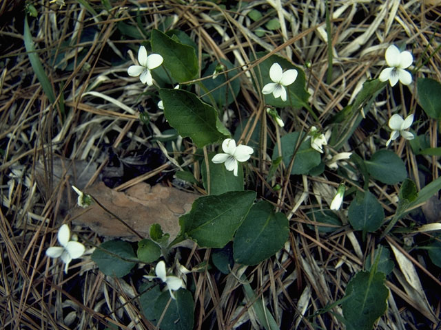 Viola primulifolia (Primrose-leaf hybrid violet) #7646
