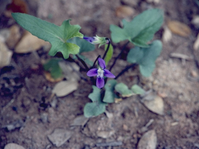 Viola sagittata (Arrowleaf violet) #7659