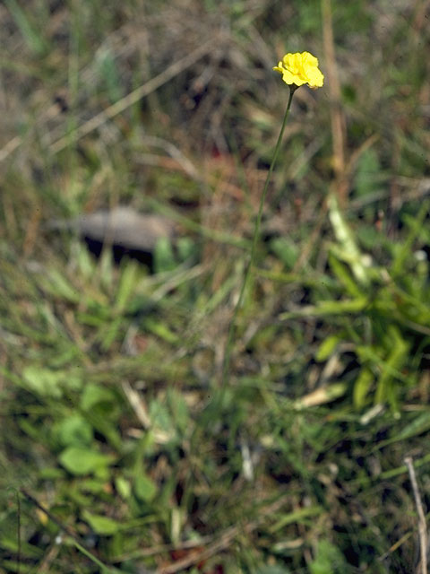 Xyris ambigua (Coastal plain yelloweyed grass) #7695