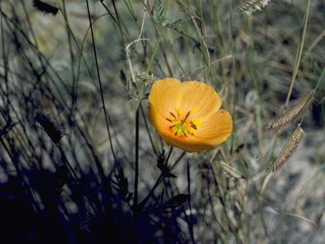 Kallstroemia grandiflora (Arizona poppy) #7703