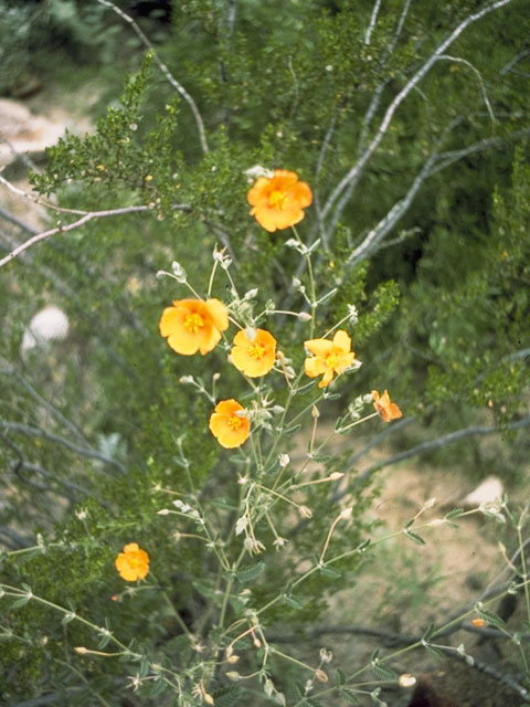 Kallstroemia grandiflora (Arizona poppy) #7704