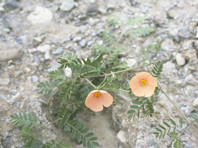 Kallstroemia grandiflora (Arizona poppy) #7705