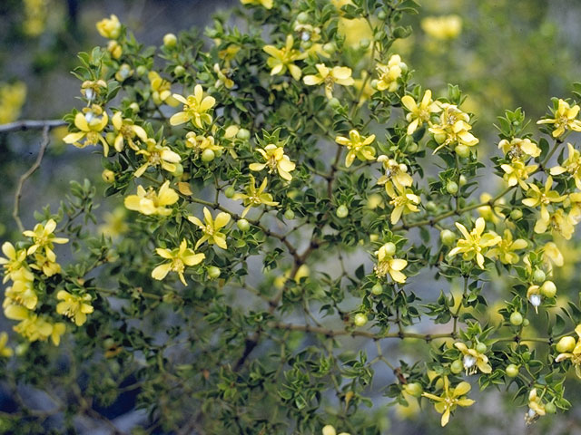 Larrea tridentata (Creosote bush) #7711