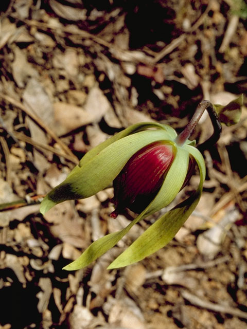 Darlingtonia californica (California pitcherplant) #7772