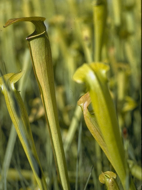 Sarracenia alata (Yellow trumpets) #7778