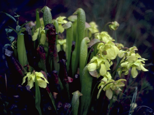 Sarracenia minor (Hooded pitcherplant) #7792
