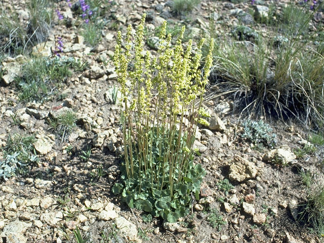 Heuchera parvifolia var. nivalis (Littleleaf alumroot) #7826