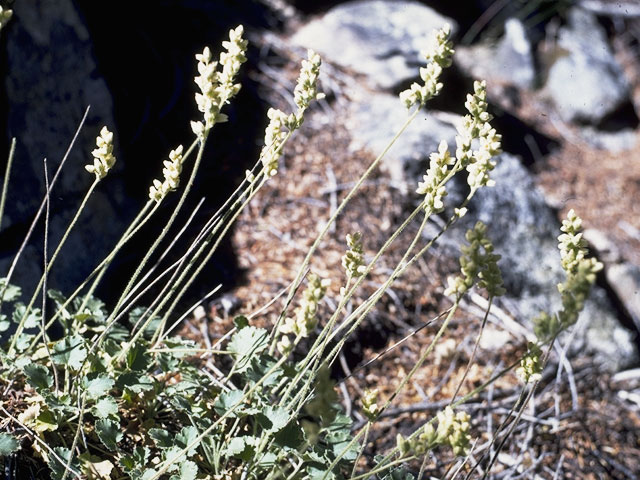 Heuchera parvifolia (Littleleaf alumroot) #7829
