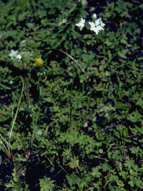 Lithophragma parviflorum (Smallflower woodland-star) #7847