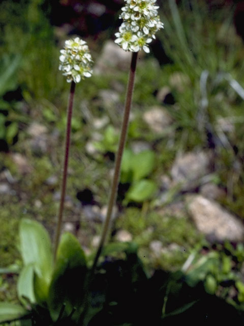 Saxifraga integrifolia (Wholeleaf saxifrage) #7896