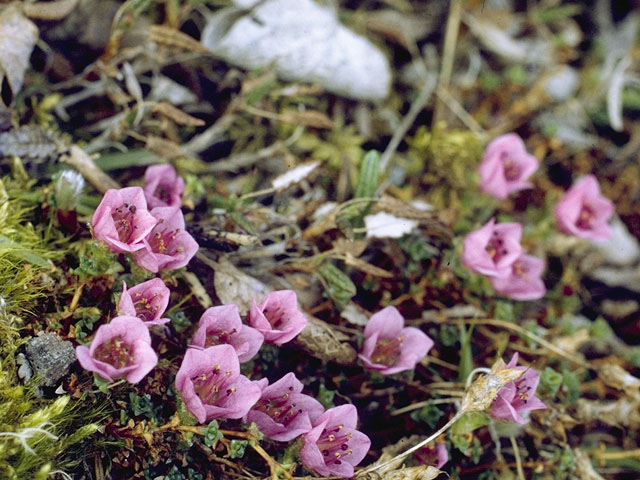 Saxifraga oppositifolia (Purple mountain saxifrage) #7911