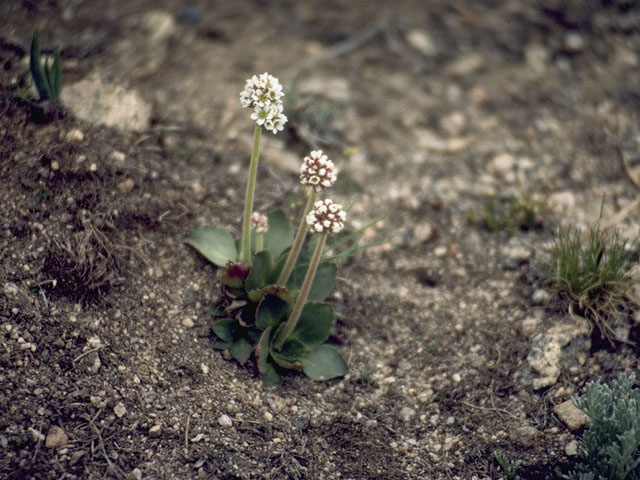 Saxifraga rhomboidea (Diamondleaf saxifrage) #7917