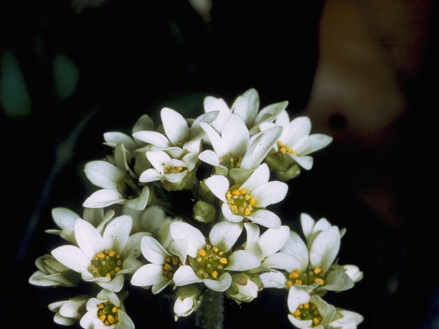 Saxifraga virginiensis (Early saxifrage) #7925