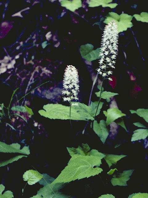 Tiarella cordifolia (Heartleaf foamflower) #7933