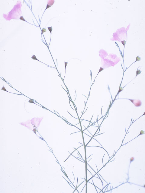 Agalinis tenuifolia (Slenderleaf false foxglove) #7959