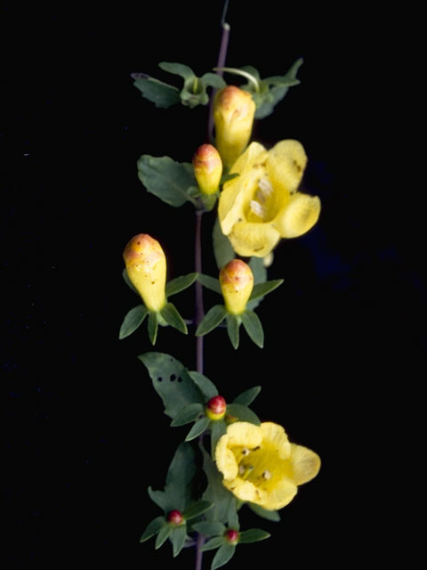 Aureolaria grandiflora (Largeflower yellow false foxglove) #7964