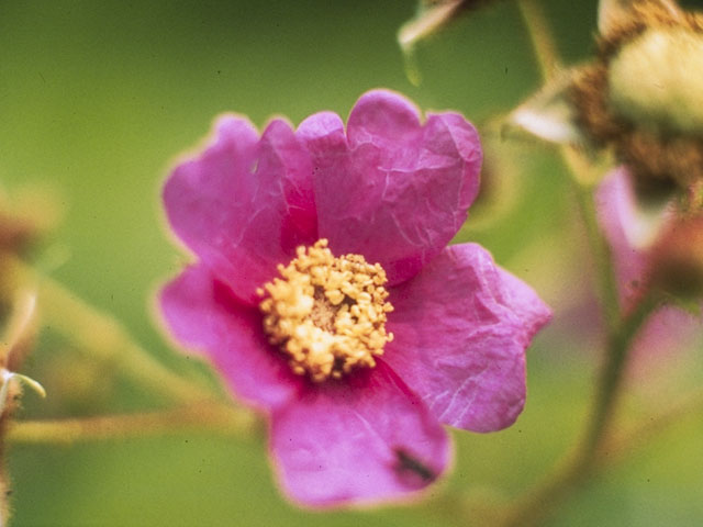 Rubus odoratus (Purple-flowering raspberry) #8005