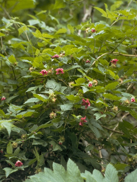 Rubus spectabilis (Salmonberry) #8013