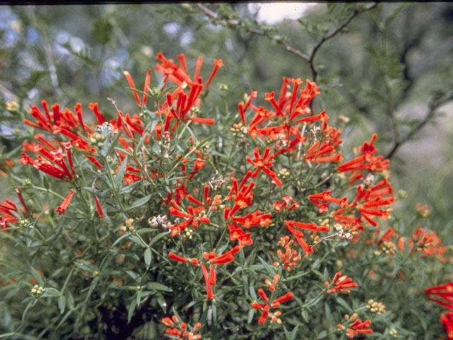 Bouvardia ternifolia (Scarlet bouvardia) #8062