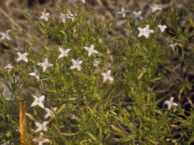 Stenaria nigricans var. nigricans (Diamondflowers) #8099
