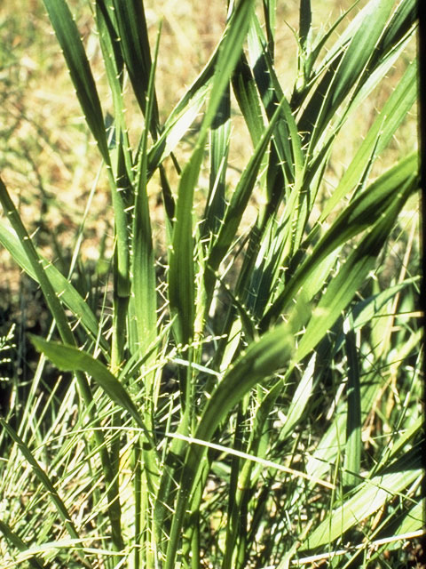 Eryngium yuccifolium (Rattlesnake master) #8205
