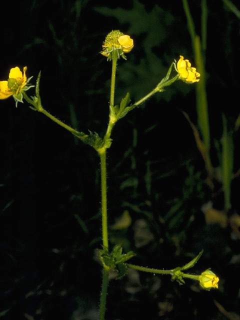 Geum aleppicum (Yellow avens) #8215