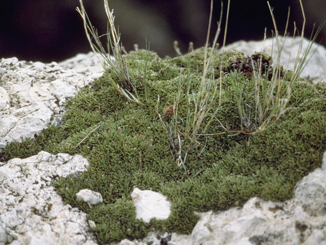 Petrophytum caespitosum (Mat rockspirea) #8245