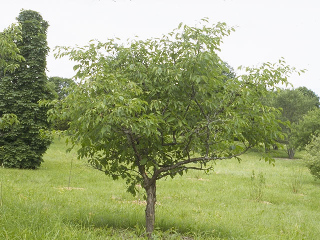 Prunus nigra (Canadian plum) #8302