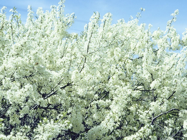 Prunus texana (Peachbush) #8312