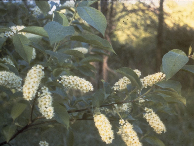 Prunus serotina var. virens (Southwestern black cherry) #8315