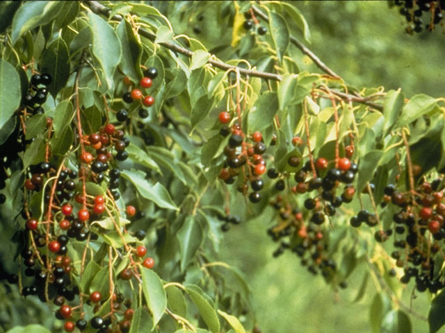 Prunus serotina var. virens (Southwestern black cherry) #8316
