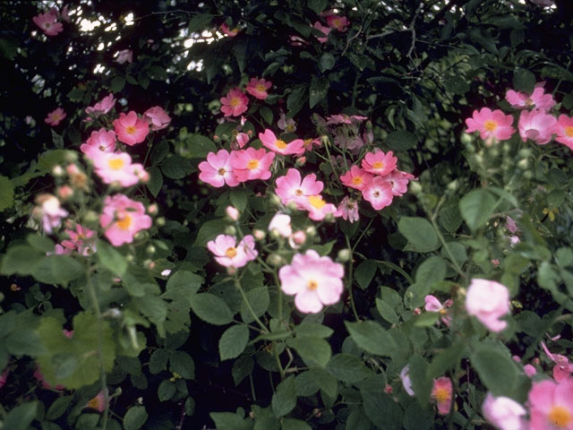 Rosa setigera (Climbing prairie rose) #8351